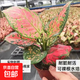 紅如意盆栽 彩色粗肋草萬(wàn)年青類(lèi)綠植花卉 好養易活室內植物 紅如意培育盆 約18cm 約18-28cm