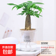 水培植物綠植盆栽室內客廳辦公室桌面小盆景花卉綠蘿發(fā)財樹(shù)好養活 【發(fā)財樹(shù)】+簡(jiǎn)歐透明吸水盆