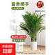 散尾葵盆栽富貴椰子鳳尾竹室內大型植物花卉吸甲醛加濕辦公室綠植 搶購：精品富貴椰子130-150cm高（圓柱盆）
