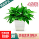 綠蘿盆栽室內客廳綠植花卉 家用凈化空氣綠籮植物吸除甲醛吊蘭 高26CM【仿瓷螺紋吸水】4盆+5肥