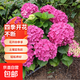 繡球花苗無(wú)盡夏帶花苞四季開(kāi)花繡球花盆栽庭院好養花卉植物室內花 烈焰【大花繡球-可調色】 中苗【當年開(kāi)花】原盆寬15cm高30cm冠25cm