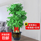 發(fā)財樹(shù)客廳大型盆栽辦公室綠植五辮子喬遷開(kāi)業(yè)送禮大號植物盆景 1.6-1.8米步步高三桿【福字盆】 含盆