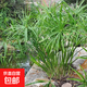 邇英閣水生水培植物龜水竹盆栽水棕竹魚(yú)缸水池塘 旱傘草風(fēng)車(chē)草苗 50-70厘米高30顆 不含盆