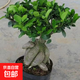 金錢(qián)榕樹(shù)盆景老樁小葉榕苗木造型盆栽人參榕室內綠植提根綠植矮莊 小富貴榕20cm左右高度