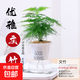 花卉盆栽綠蘿植物文竹發(fā)財樹(shù)苗水培好養懶人室內四季帶花盆景客廳 文竹+簡(jiǎn)歐吸水盆
