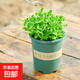 碰碰香一抹香辦公室醒目防蚊植物凈化空氣室內外綠植桌面四季盆栽 碰碰香1盆【原土帶加侖盆】