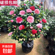 山茶花苗綠植花卉盆栽四季好養茶花樹(shù)苗盆栽耐寒花卉觀(guān)花植物室內 五色赤丹(強力推薦) 8年苗樹(shù)形好花苞多