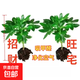 【八方來(lái)財】發(fā)財樹(shù)鴨腳木盆栽四季常青桌面防輻射花卉盆景 八方來(lái)財【水培2顆】 送肥料
