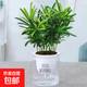 羅漢松綠植小盆栽 凈化空氣防輻射會(huì )議室辦公室桌面陽(yáng)臺植物 透明儲水盆1盆 約15-25cm