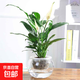 紅掌盆栽白粉掌一帆風(fēng)順帶花特大號花卉室內客廳面水培植物好養 約30cm白掌+圓球玻璃瓶 帶盆栽好