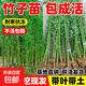 四季常青竹子苗庭院室外院墻植物青竹黃金竹北方盆栽風(fēng)景竹子樹(shù)苗 【四季精品青竹】 粗度1cm【10棵】高度1.8米