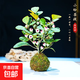 小盼菩提樹(shù)苔蘚球帶果子室內可水培智慧小果樹(shù)禪意桌面盆栽綠植物 小盼菩提帶多果苔蘚球送仿古底座