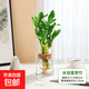 水培植物綠植盆栽好養易活凈化空氣辦公桌面室內花卉綠蘿金鉆白掌 荷花竹+【含火山玻璃瓶】+送液