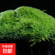 柯必達青苔蘚鮮活苔蘚微景觀(guān)植物盆景盆栽水陸缸假山草造景材料白 白發(fā)蘚(11*8)cm 10盒