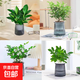 清香木＋鴨腳木+九里香+ 綠公主配 懶人吸水盆4件套(送4包顆粒肥) 【4件套】配懶人吸水盆18-23cm