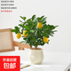 香水檸檬樹(shù)盆栽可食用果樹(shù)辦公室內桌面綠植陽(yáng)臺植物花卉好養易活 香水檸檬樹(shù)（奶油檸檬盆+椰絲+接水盆）) 不含果
