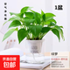 特價(jià)綠蘿盆栽室內客廳辦公室吸甲醛凈化空氣水培植物綠植花卉好養 【1盆】綠蘿+早安吸水盆 整體含盆高度20-25cm