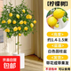 香水檸檬樹(shù)盆栽綠植大型室內客廳落地植物吸甲醛陽(yáng)臺四季好養果 檸檬樹(shù)約1.4-1.5米圓柱盆+贈椰棕絲+托盤(pán)+肥