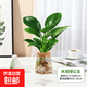 水培植物綠植盆栽好養易活凈化空氣辦公桌面室內花卉綠蘿金鉆白掌 綠公主+【含火山玻璃瓶】+送液