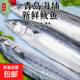 新鮮捕撈青島大鲅魚(yú)藍點(diǎn)馬鮫魚(yú)渤海燕尾鮐鲅魚(yú)無(wú)冰衣 2.5斤【3條裝】