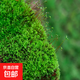柯必達青苔蘚鮮活苔蘚微景觀(guān)植物盆景盆栽水陸缸假山草造景材料白 短絨蘚(15*8)cm 5盒