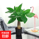 發(fā)財樹(shù)盆栽大植物室內辦公室桌面客廳小盆景招財樹(shù)苗綠植花卉盆栽 小單桿發(fā)財樹(shù) 2-3cm【原盆】 【送肥料】