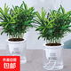 羅漢松綠植小盆栽 凈化空氣防輻射會(huì )議室辦公室桌面陽(yáng)臺植物 透明儲水盆買(mǎi)一送一2盆 約15-25cm