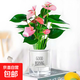 紅掌盆栽白粉掌一帆風(fēng)順帶花特大號花卉室內客廳面水培植物好養 約30cm粉掌-早安吸水盆 帶盆栽好