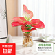 水培植物綠植盆栽好養易活凈化空氣辦公桌面室內花卉綠蘿金鉆白掌 吉利紅+【含火山玻璃瓶】+送液