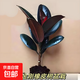 橡皮樹(shù)黑金剛盆栽花盆苗客廳室內綠葉大葉四季常青型植物凈化空氣 15公分高3棵 不含盆