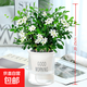 九里香盆栽濃香水培植物四季好養樹(shù)苗室內好養花卉驅蚊竹柏綠植 九里香原裝+簡(jiǎn)歐透明自吸盆 送肥料