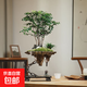 【天空之城盆景】小葉紫黑古茶老樁綠植高檔懸掛式植物盆栽花卉 叢林天空之城50-60高+沙彌+小馬
