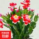 清倉處理花苞蟹爪蘭花綠植盆栽室內大苗好陽(yáng)臺養耐活四季開(kāi)花花卉 中國紅：20-30頭【帶花苞】原土保鮮發(fā)貨 四季重復開(kāi)花【耐寒】+送營(yíng)養土