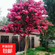 紫薇樹苗紅火箭天鵝絨庭院四季盆栽綠化工程百日紅室外綠植耐寒 紫色紫薇【帶土球發(fā)貨】 5厘米粗壯苗一顆【強(qiáng)烈推薦】