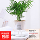 水培植物綠植盆栽室內客廳辦公室桌面小盆景花卉綠蘿發(fā)財樹(shù)好養活 【袖珍椰子】+簡(jiǎn)歐透明吸水盆
