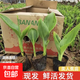 美人蕉種球四季易養花卉盆栽室外庭院地栽植物花苗多年生帶芽根莖 美人蕉苗2棵原土25-30cm
