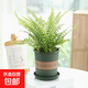 波士頓蕨耐陰水培綠植霸王蕨盆栽大盆長(cháng)藤葉垂吊腎蕨客廳室內雨林 波斯頓蕨20-30cm高+加侖盆