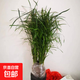 邇英閣水生水培植物龜水竹盆栽水棕竹魚(yú)缸水池塘 旱傘草風(fēng)車(chē)草苗 30-40厘米高30顆 不含盆