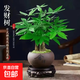 發(fā)財樹(shù)盆栽大植物室內辦公室桌面客廳小盆景招財樹(shù)苗綠植花卉盆栽 三桿發(fā)財樹(shù) 5-8cm【隨機紫砂盆】 【送肥料】