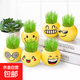 頭上長(cháng)草娃娃草頭開(kāi)花兒童種植小盆栽種草綠植觀(guān)察植物生長(cháng)幼兒園 草頭娃娃*1