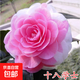 山茶花苗綠植花卉盆栽四季好養茶花樹(shù)苗盆栽耐寒花卉觀(guān)花植物室內 十八學(xué)士 8年苗樹(shù)形好花苞多