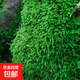 柯必達青苔蘚鮮活苔蘚微景觀(guān)植物盆景盆栽水陸缸假山草造景材料白 小灰蘚(15*8)cm 10盒