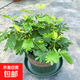 幼兒園植物小盆栽含羞草盆栽室內趣味花卉四季害羞草陽(yáng)臺植物學(xué)校 10cm左右含羞草【0.5加侖盆】+肥料 含盆