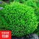 柯必達青苔蘚鮮活苔蘚微景觀(guān)植物盆景盆栽水陸缸假山草造景材料白 星星蘚(11*8)cm 10盒