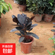 橡皮樹(shù)黑金剛盆栽花盆苗客廳室內綠葉大葉四季常青型植物凈化空氣 40-50公分高1棵 不含盆
