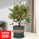 石榴花盆栽果樹(shù)苗帶果觀(guān)賞可食用室內陽(yáng)臺四季開(kāi)綠植盆景花卉旺宅 加侖盆+精品石榴花30-40cm高 含盆