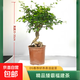 老樁矮霸提根福建茶盆景真樹(shù)盆栽擺禪意造型綠植花卉四季常青好養 福建茶矮霸帶提根 高度20-30cm  基地原盆