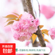櫻花樹(shù)苗日本晚櫻南方北方種植盆栽地栽四季常青開(kāi)花庭院花木樹(shù)苗 晚櫻 8cm粗【1顆裝】強烈推薦