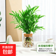 水培植物綠植盆栽好養易活凈化空氣辦公桌面室內花卉綠蘿金鉆白掌 袖珍椰子+【含火山玻璃瓶】+送液