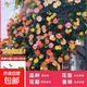 1.6米爬藤月季大苗蒂娜四季開(kāi)花薔薇基地直發(fā)【買(mǎi)就送扦插小苗】 藤彩虹1.6米開(kāi)花爆滿(mǎn) 送種植說(shuō)明書(shū)